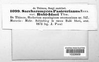 Saccharomyces pasteurianus image